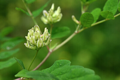 BUITEN BEELD Foto: 447122