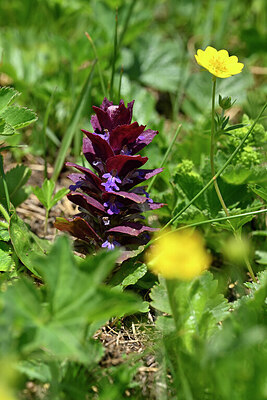 BUITEN BEELD Foto: 447123
