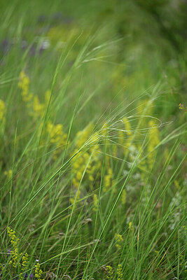 BUITEN BEELD Foto: 447128