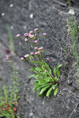 BUITEN BEELD Foto: 447132