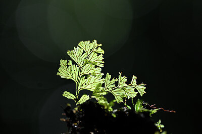 BUITEN BEELD Foto: 447135