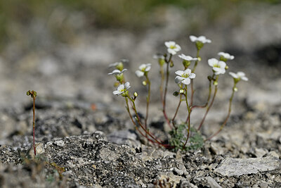 BUITEN BEELD Foto: 447136