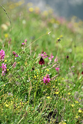 BUITEN BEELD Foto: 447139