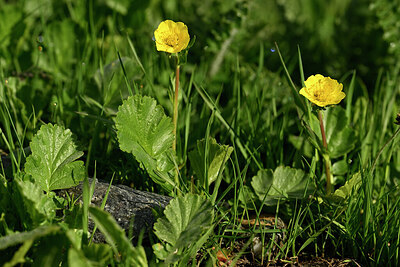 BUITEN BEELD Foto: 447141