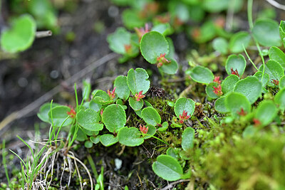BUITEN BEELD Foto: 447150