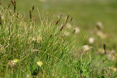 BUITEN BEELD Foto: 447153