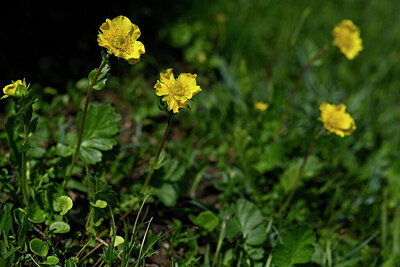 BUITEN BEELD Foto: 447154