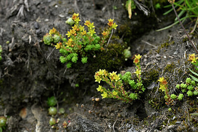 BUITEN BEELD Foto: 447155