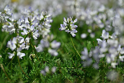 BUITEN BEELD Foto: 447161