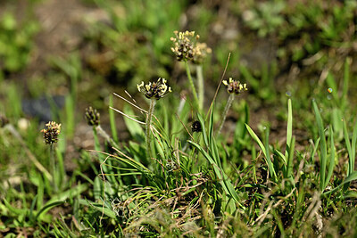 BUITEN BEELD Foto: 447163