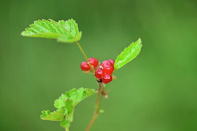 BUITEN BEELD Foto: 447164