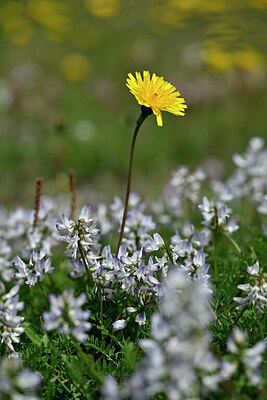 BUITEN BEELD Foto: 447165
