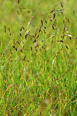 BUITEN BEELD Foto: 447169