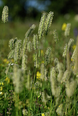 BUITEN BEELD Foto: 447172