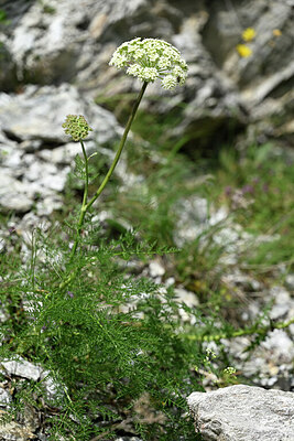 BUITEN BEELD Foto: 447177