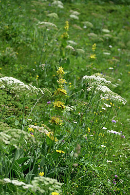 BUITEN BEELD Foto: 447178
