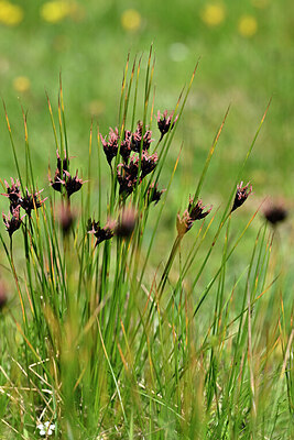 BUITEN BEELD Foto: 447182