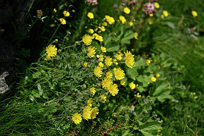 BUITEN BEELD Foto: 447183
