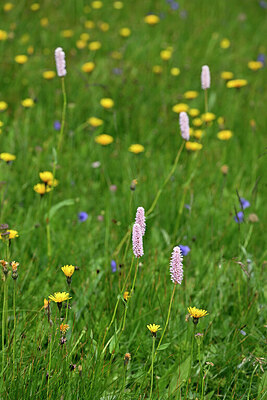 BUITEN BEELD Foto: 447186