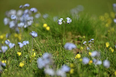 BUITEN BEELD Foto: 447191