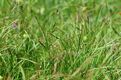 BUITEN BEELD Foto: 447196