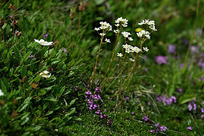 BUITEN BEELD Foto: 447197