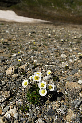 BUITEN BEELD Foto: 447199