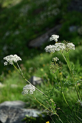 BUITEN BEELD Foto: 447201