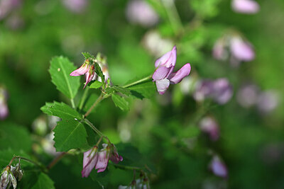 BUITEN BEELD Foto: 447207