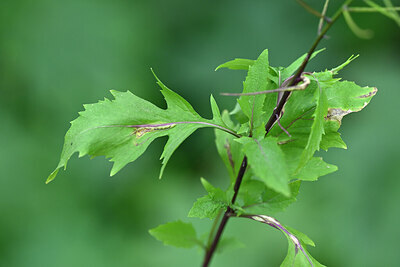 BUITEN BEELD Foto: 447209