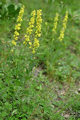 BUITEN BEELD Foto: 447218