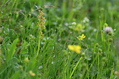 BUITEN BEELD Foto: 447219