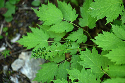 BUITEN BEELD Foto: 447220