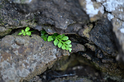 BUITEN BEELD Foto: 447221