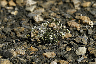 BUITEN BEELD Foto: 447223