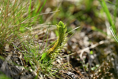 BUITEN BEELD Foto: 447226