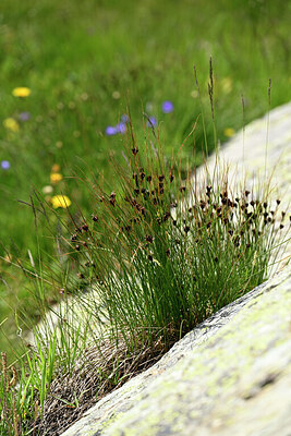 BUITEN BEELD Foto: 447229