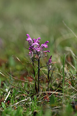 BUITEN BEELD Foto: 447231