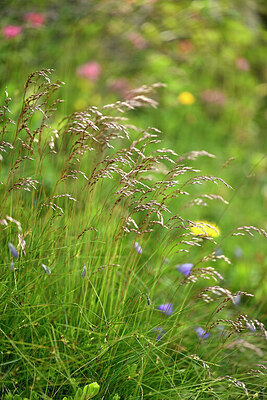 BUITEN BEELD Foto: 447234