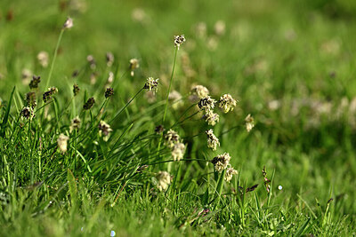 BUITEN BEELD Foto: 447237