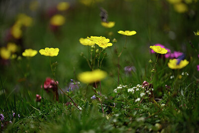 BUITEN BEELD Foto: 447239