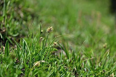 BUITEN BEELD Foto: 447243