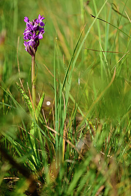 BUITEN BEELD Foto: 447245