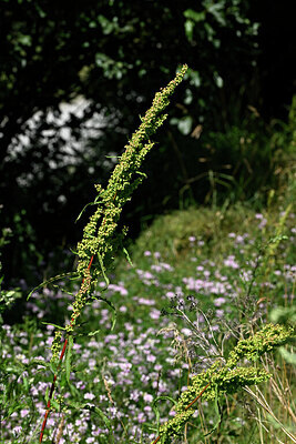 BUITEN BEELD Foto: 447246