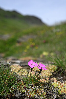 BUITEN BEELD Foto: 447247