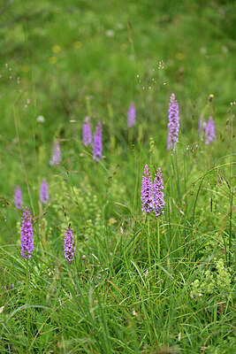 BUITEN BEELD Foto: 447248