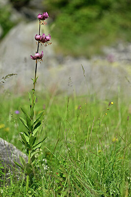 BUITEN BEELD Foto: 447250