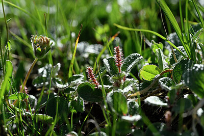 BUITEN BEELD Foto: 447251