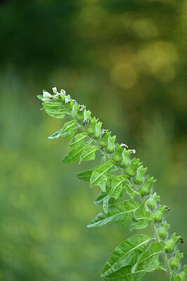 BUITEN BEELD Foto: 447256