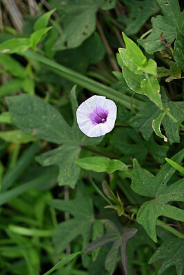 BUITEN BEELD Foto: 447257